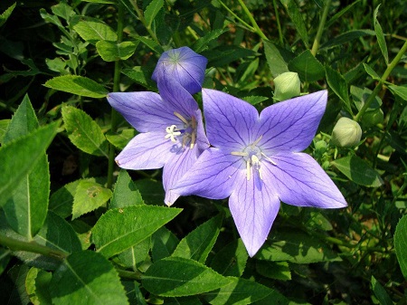 桔梗施肥的最佳时间