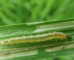 平安树长虫了用什么方法喷他