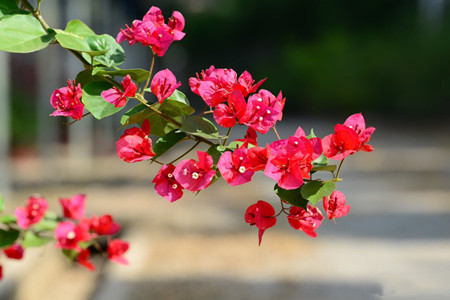 绿婴三角梅的特点