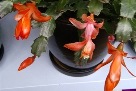 蟹爪兰几月开花几月施肥