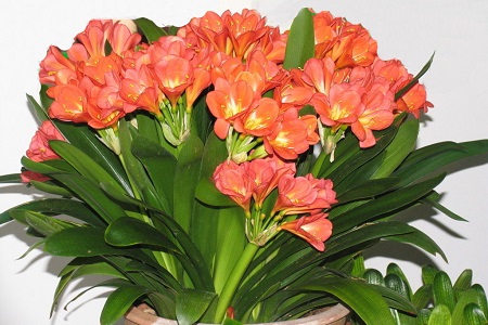 君子兰黄叶了咋办