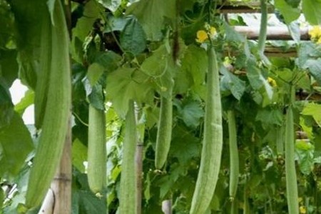 丝瓜不结瓜什么原因