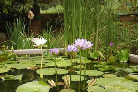 萍蓬草的种植方法