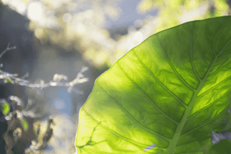 龟背竹新叶一直卷着怎么办呢