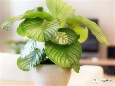 浇水浇死的植物