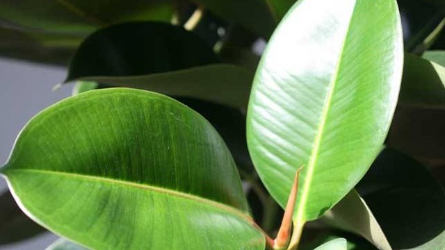 橡皮树叶子发黄怎么办黄叶枯萎的原因及补救办法(橡皮树叶子发黄的原因?怎么补救?)