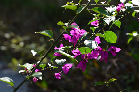 绿婴三角梅的特点