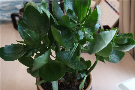 长寿花什么开什么时候开