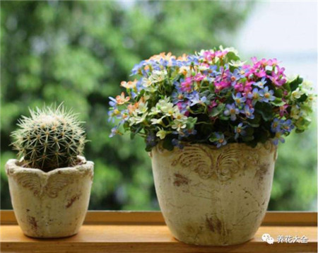 浇水浇死的植物