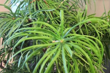 罗汉松和五针松的区别