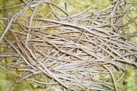 鱼腥草根凉拌的做法