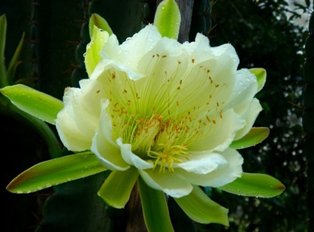 量天尺开花的寓意