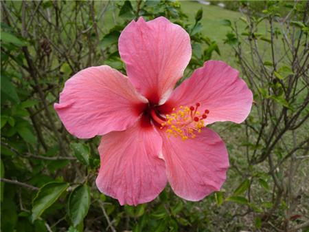 我养的扶桑花掉花蕾是怎么回事