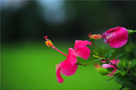我养的扶桑花掉花蕾是怎么回事