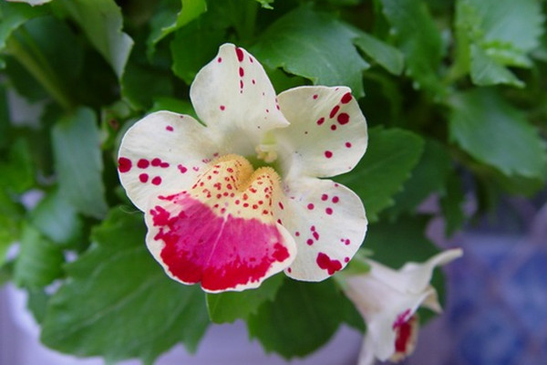 龙面花的养殖方法(龙面花的养殖方法和技术)