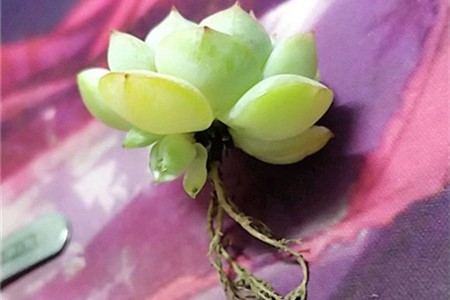 多肉扦插怎么快速发根视频