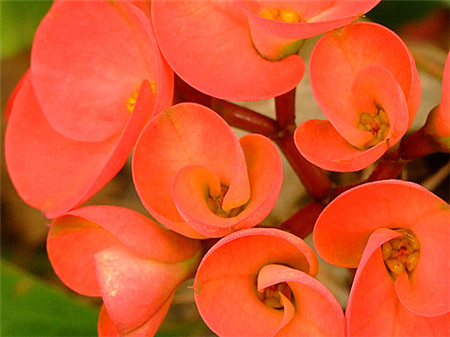 怎么让虎刺梅开花多