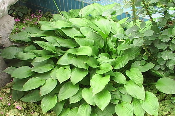 玉簪怎么施肥这样做花又大一圈！(玉簪怎么养爆盆)