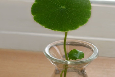 铜钱草的水培法