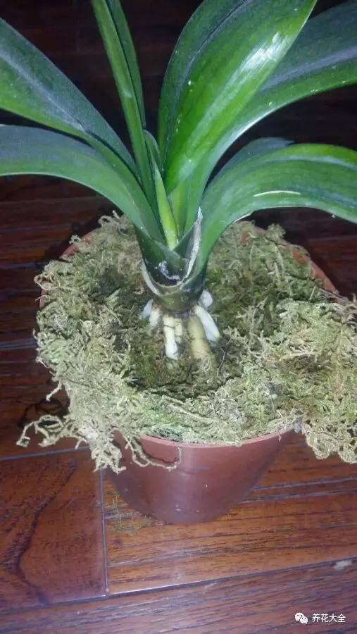 不用种土里的花