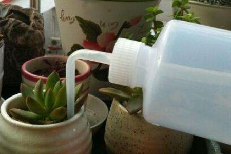 多肉不浇水能活多久