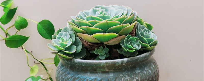 石莲花叶子发黄怎么办处理方法黄叶枯萎的原因(石莲花进行叶插繁殖的技术要点)