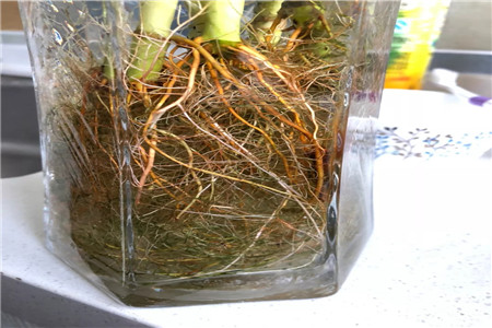 水培的水能养鱼吗