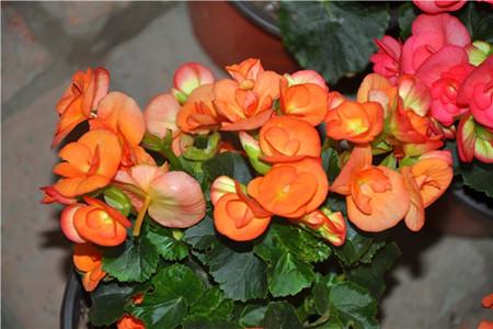 四季海棠用什么土最好养活