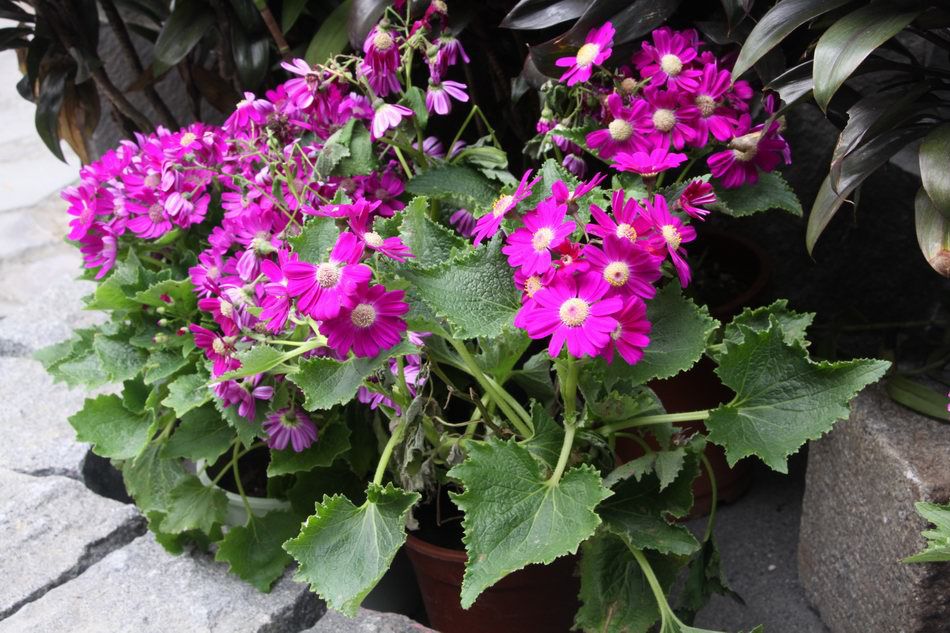 瓜叶菊蔫了的急救方法