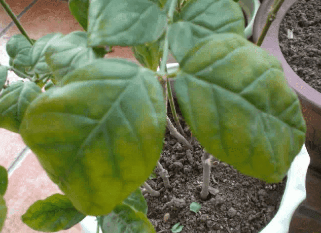 花卉变黄叶是什么问题