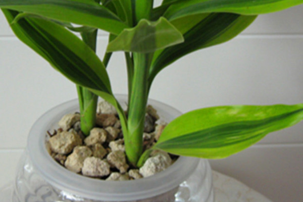 水培瓶里放条鱼黄叶烂根全消失大冬天也能呼呼长个！(水培的水能养鱼吗)