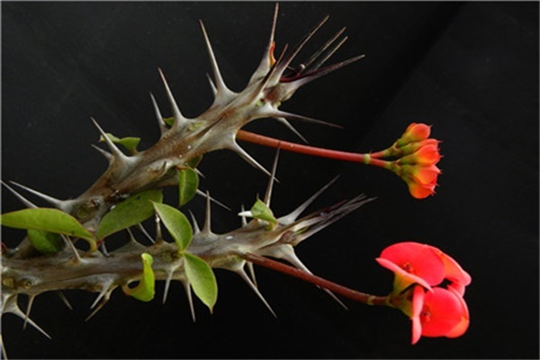 如何使虎刺梅在元旦开花(怎么让虎刺梅开花多)