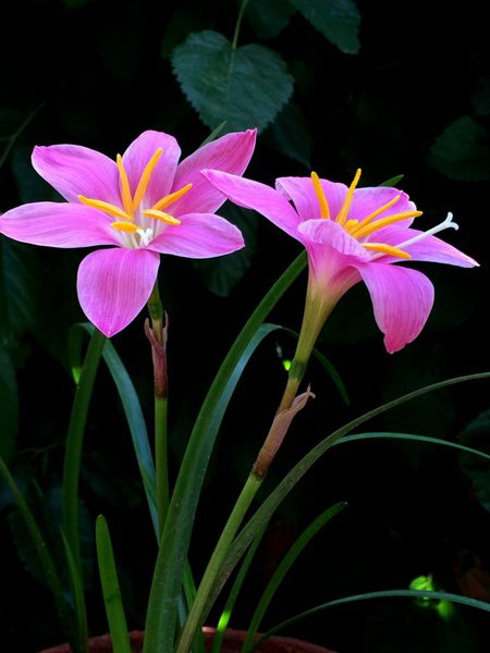 韭菜莲冬天要剪掉叶子吗