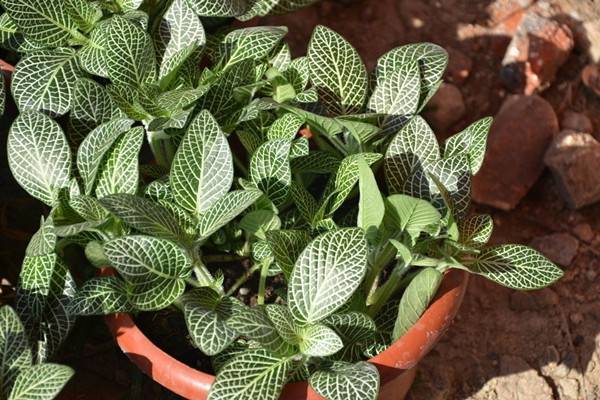 网纹草的繁殖方法(网纹草如何养爆盆扦插)
