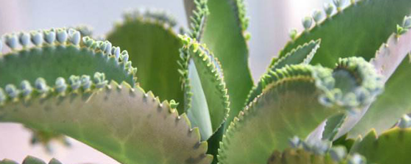 多肉一个月不浇水会不会死(多肉不浇水能活多久)