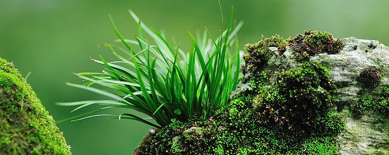 昌蒲怎么养(怎么种昌蒲)