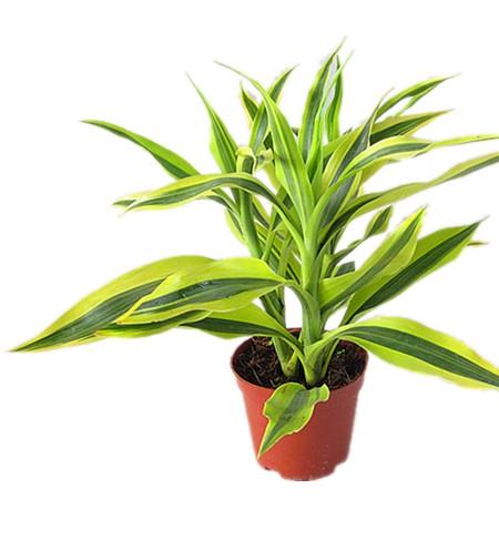 富贵竹养几支最吉利