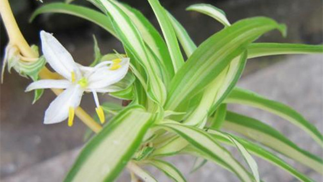 吊兰怎么繁殖最快(吊兰繁殖步骤图解)