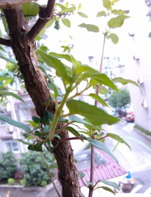 倒挂金钟的扦插方法视频