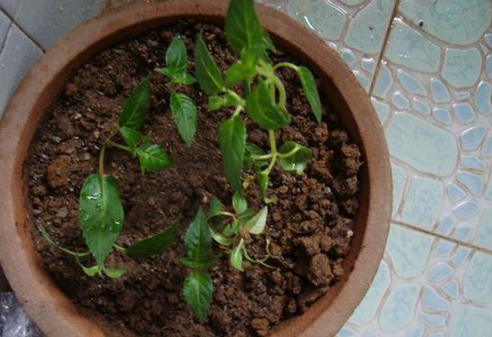 倒挂金钟的扦插方法视频