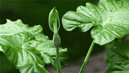 滴水观音叶子发黄怎么办黄叶枯萎的原因及补救办法(滴水观音叶子发黄是怎么回事)