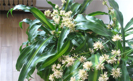 水培巴西木叶子发黄怎么办