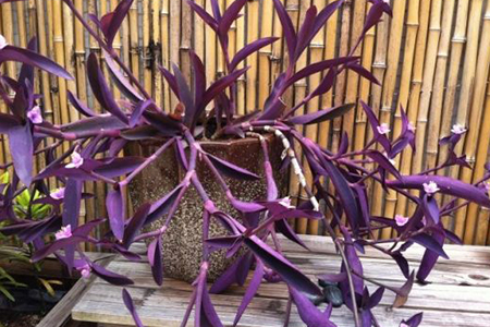 紫竹梅可以室内养吗放室内吉利吗图片