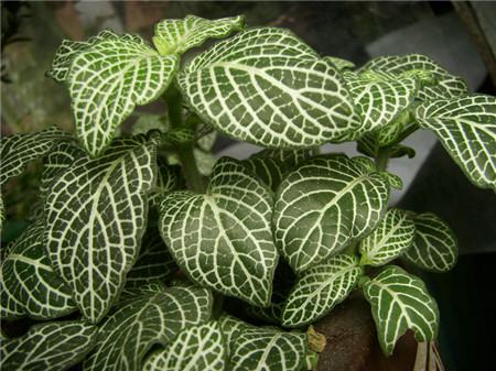 网纹草如何养爆盆扦插