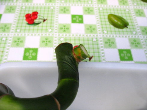 如何修剪富贵竹的黄叶