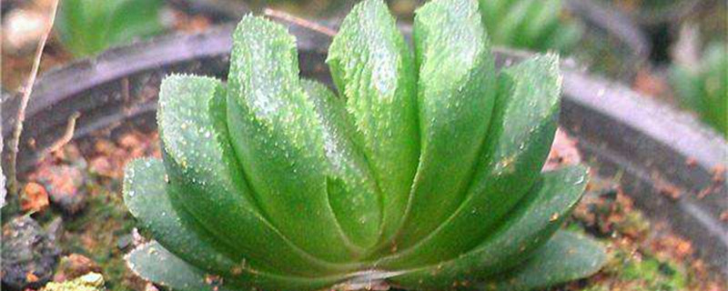 玉扇的养殖方法和注意事项(玉扇怎么养才能饱满通透)