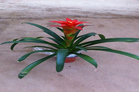 鸿运当头可以放客厅财位吗