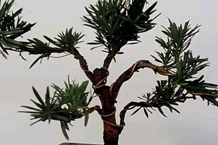 罗汉松和五针松的区别