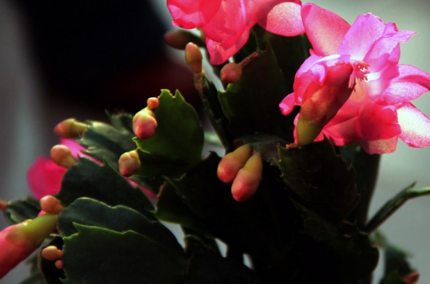 秋天容易养的花