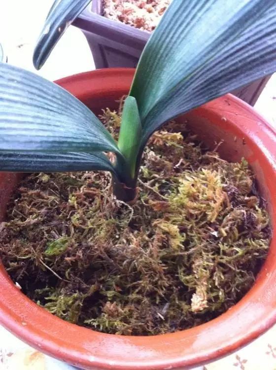 不用种土里的花